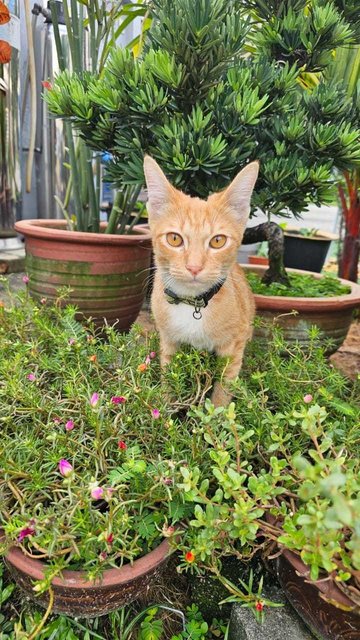 Orange - Domestic Short Hair Cat