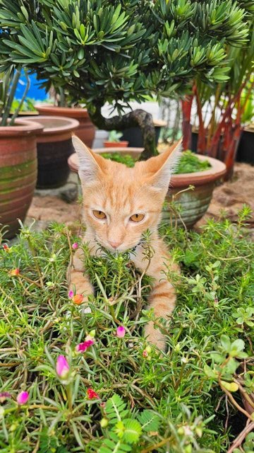 Orange - Domestic Short Hair Cat