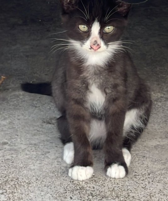 Babies - Domestic Short Hair Cat