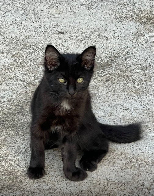 Babies - Domestic Short Hair Cat