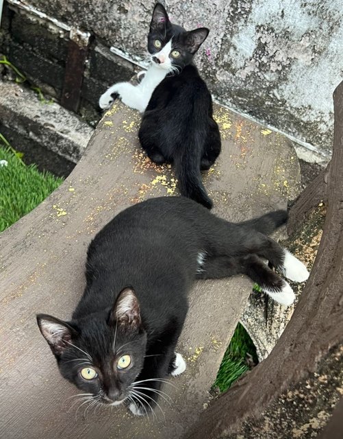 Babies - Domestic Short Hair Cat