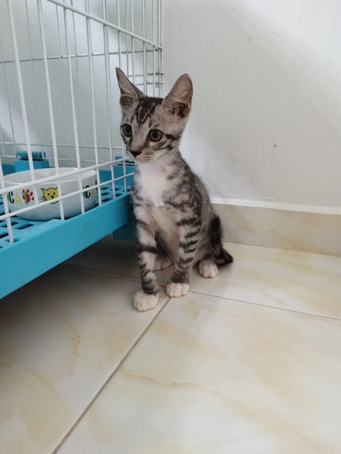 Coco And Mochi - Domestic Short Hair Cat