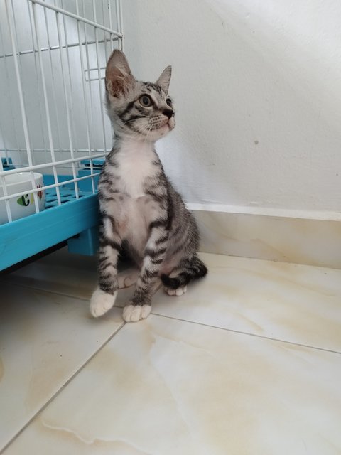 Coco And Mochi - Domestic Short Hair Cat
