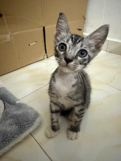 Coco And Mochi - Domestic Short Hair Cat
