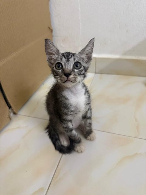 Coco And Mochi - Domestic Short Hair Cat