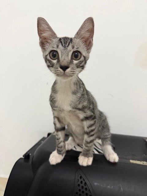Coco And Mochi - Domestic Short Hair Cat