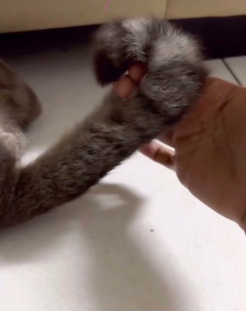 Rocket - Domestic Short Hair Cat