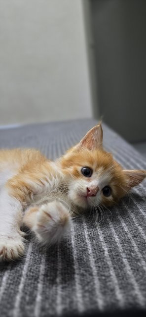 Ah Boy - Domestic Short Hair Cat
