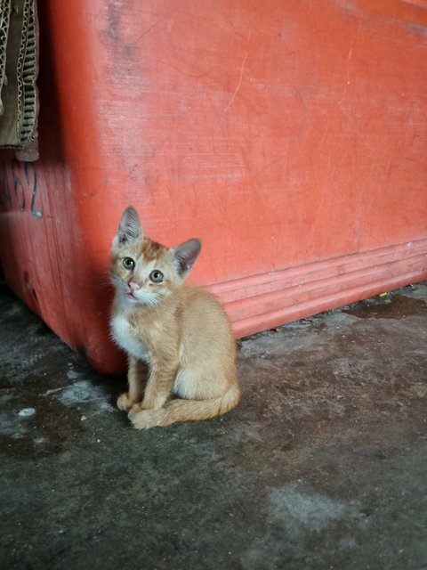 Cynthia  - Domestic Medium Hair Cat