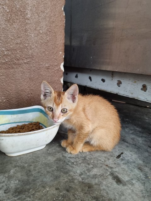 Cynthia  - Domestic Medium Hair Cat