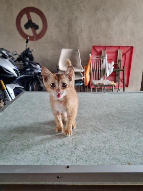 Cynthia  - Domestic Medium Hair Cat