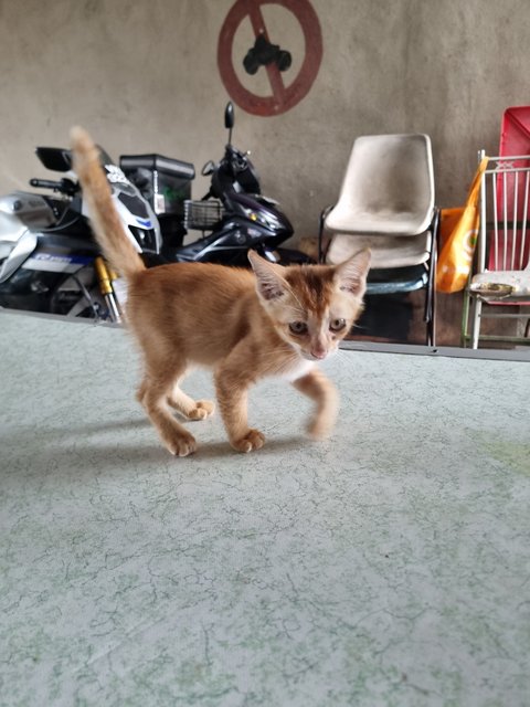 Cynthia  - Domestic Medium Hair Cat