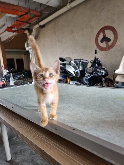 Cynthia  - Domestic Medium Hair Cat