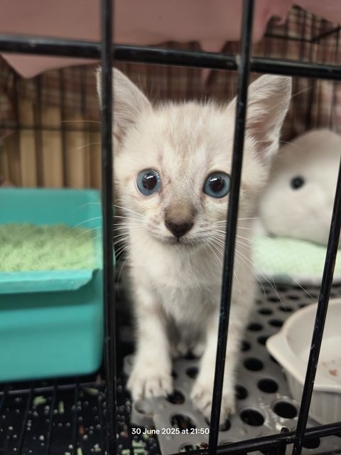Momo - Domestic Short Hair + Siamese Cat