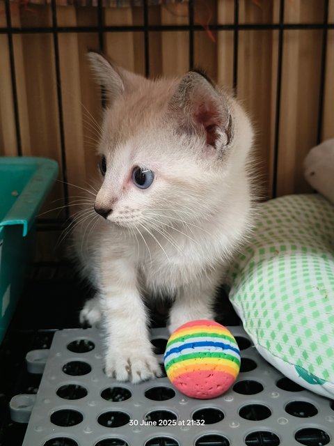 Momo - Domestic Short Hair + Siamese Cat
