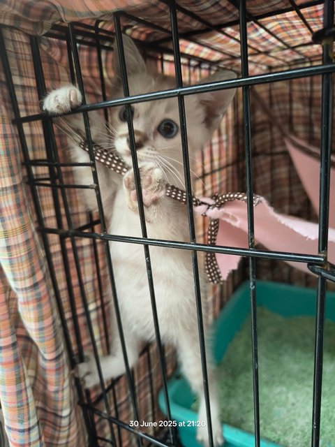 Momo - Domestic Short Hair + Siamese Cat