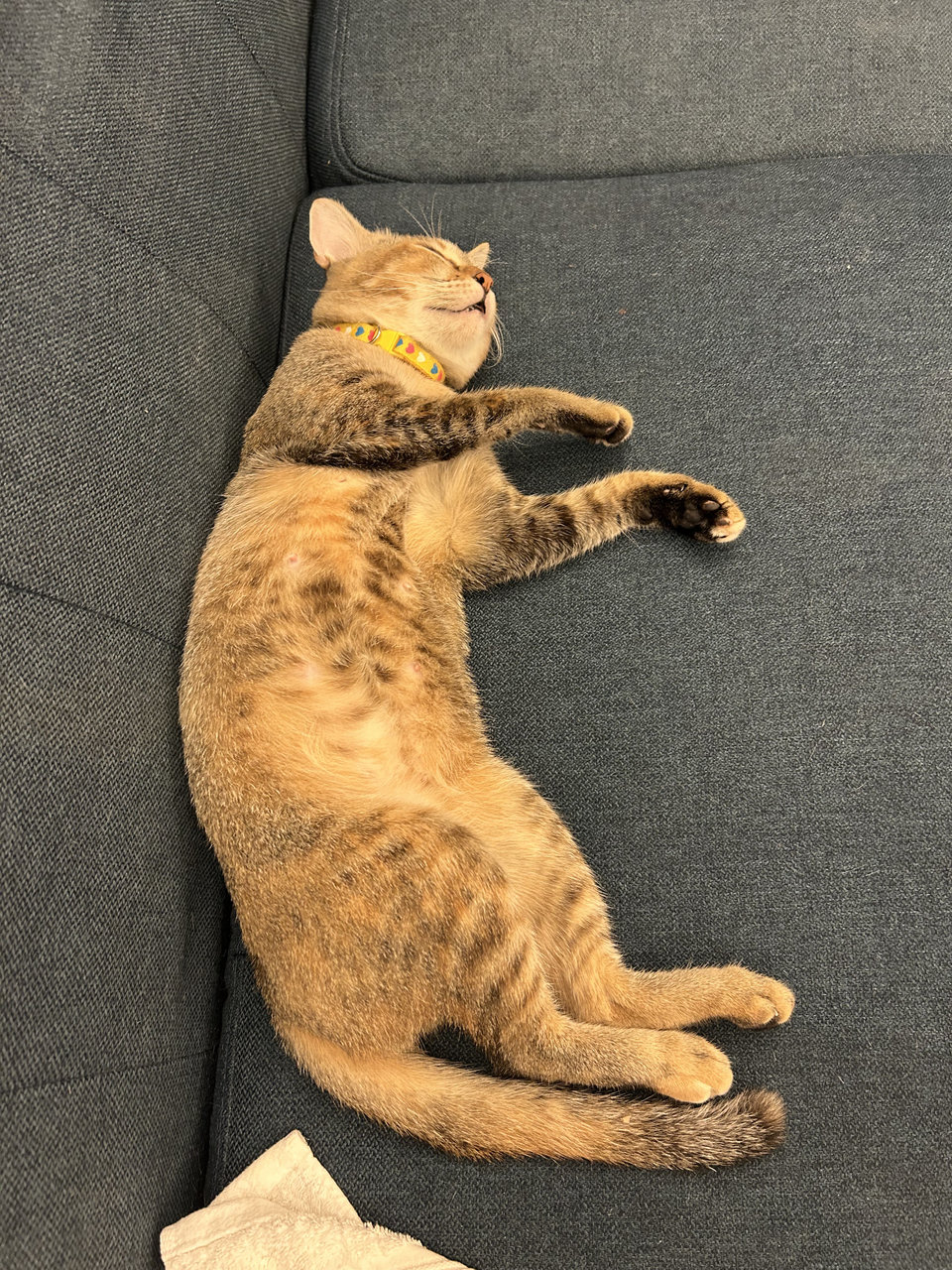 Sandyy - Domestic Short Hair Cat