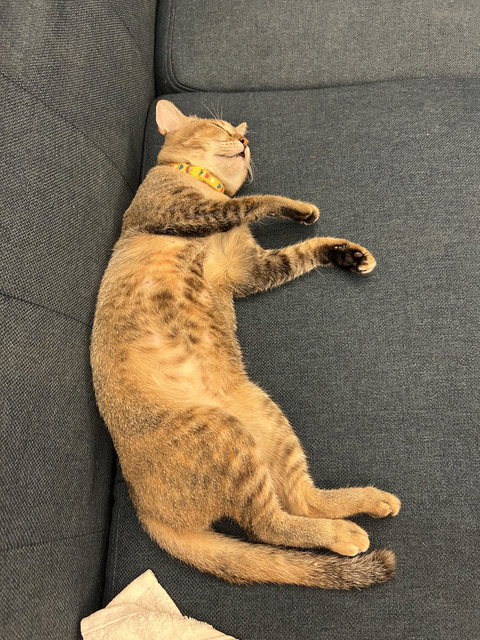 Sandyy - Domestic Short Hair Cat