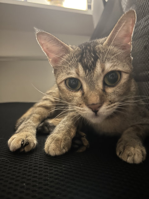 Sandyy - Domestic Short Hair Cat