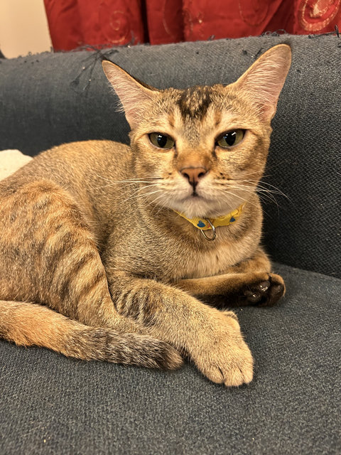 Sandyy - Domestic Short Hair Cat