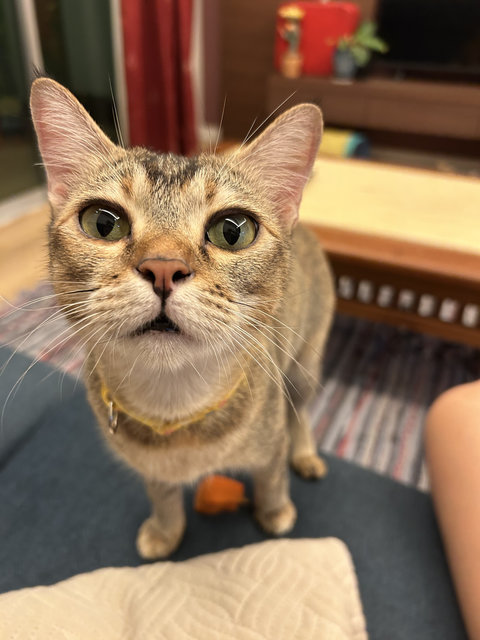 Sandyy - Domestic Short Hair Cat