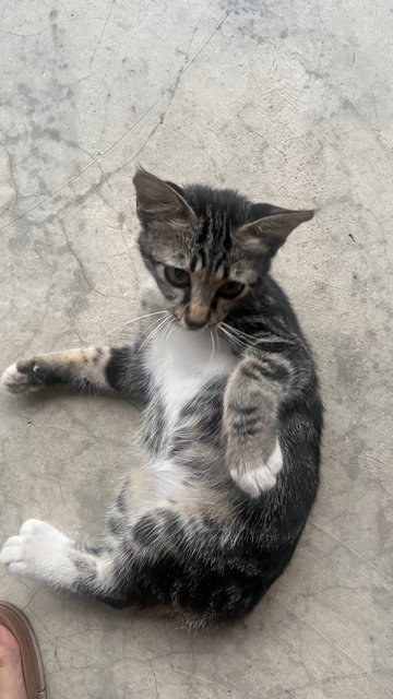 Socks - Tabby + Domestic Short Hair Cat