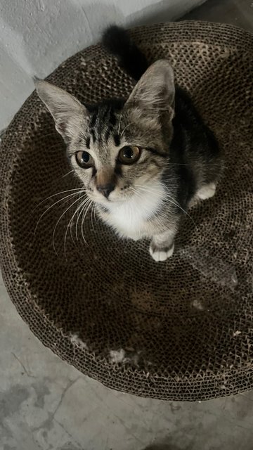 Socks - Tabby + Domestic Short Hair Cat