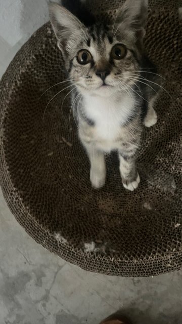 Socks - Tabby + Domestic Short Hair Cat