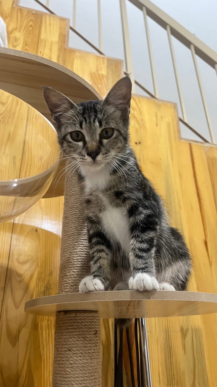 Socks - Tabby + Domestic Short Hair Cat