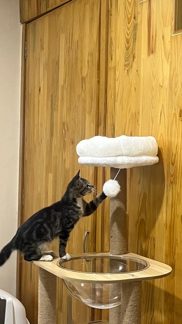 Socks - Tabby + Domestic Short Hair Cat