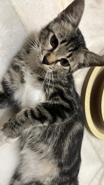 Socks - Tabby + Domestic Short Hair Cat