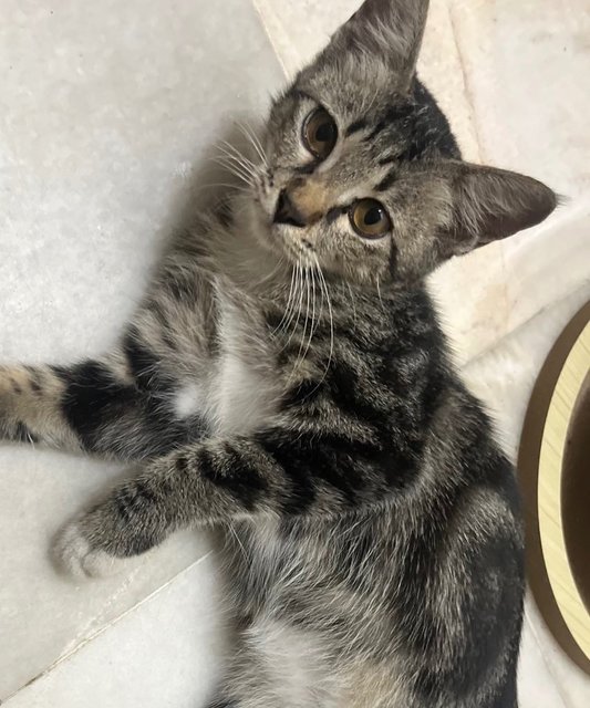 Socks - Tabby + Domestic Short Hair Cat