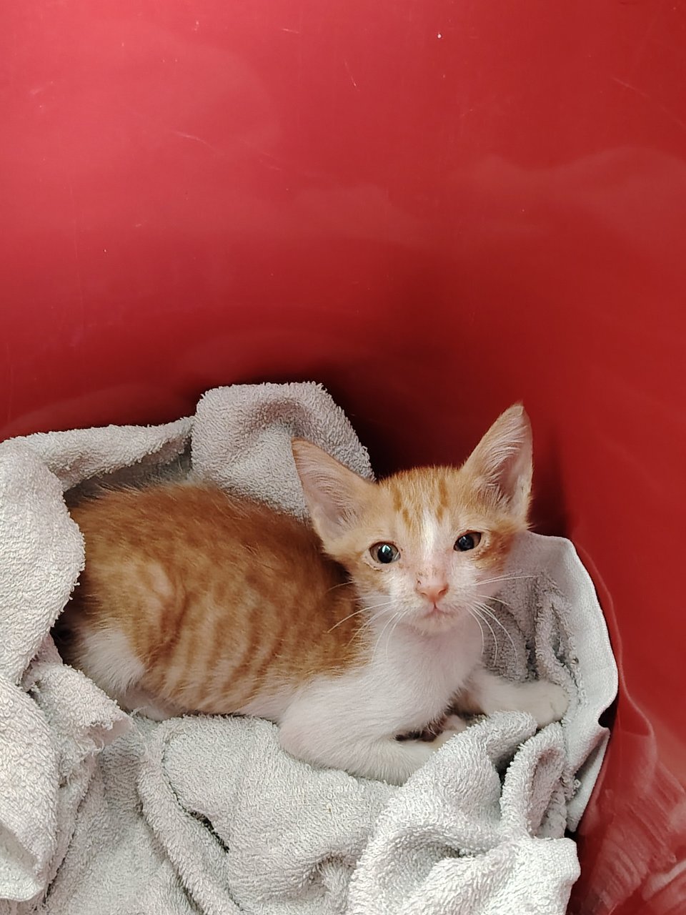 Fufu - Domestic Short Hair Cat