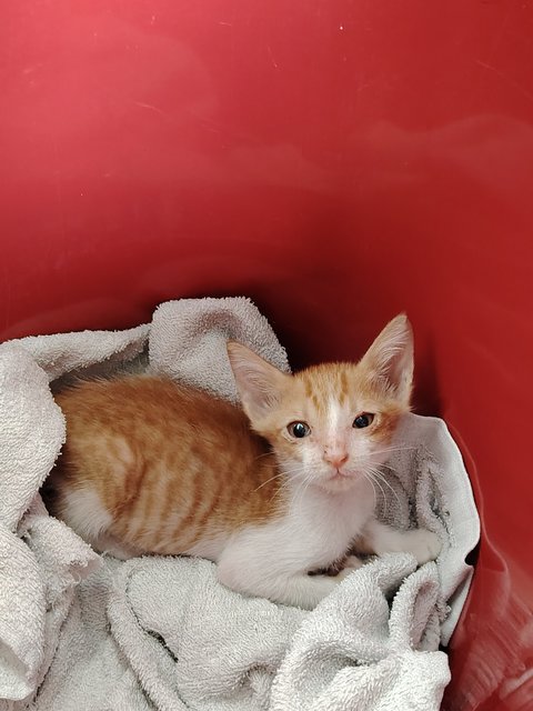 Fufu - Domestic Short Hair Cat
