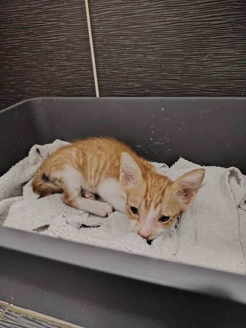 Fufu - Domestic Short Hair Cat