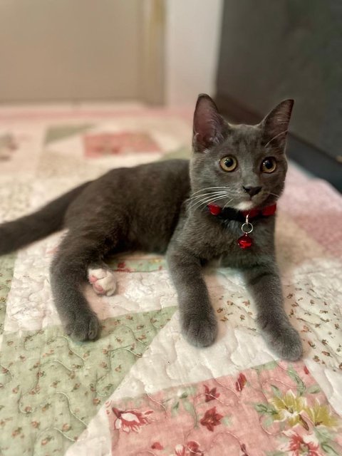 Sosoo - British Shorthair + Domestic Short Hair Cat