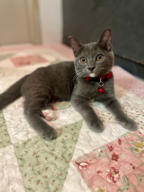 Sosoo - British Shorthair + Domestic Short Hair Cat