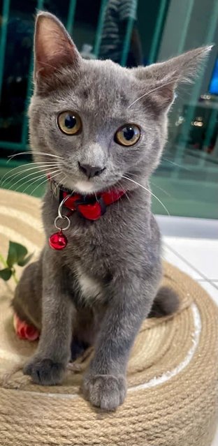 Sosoo - British Shorthair + Domestic Short Hair Cat