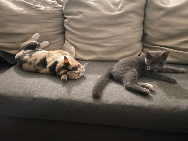 Sosoo - British Shorthair + Domestic Short Hair Cat