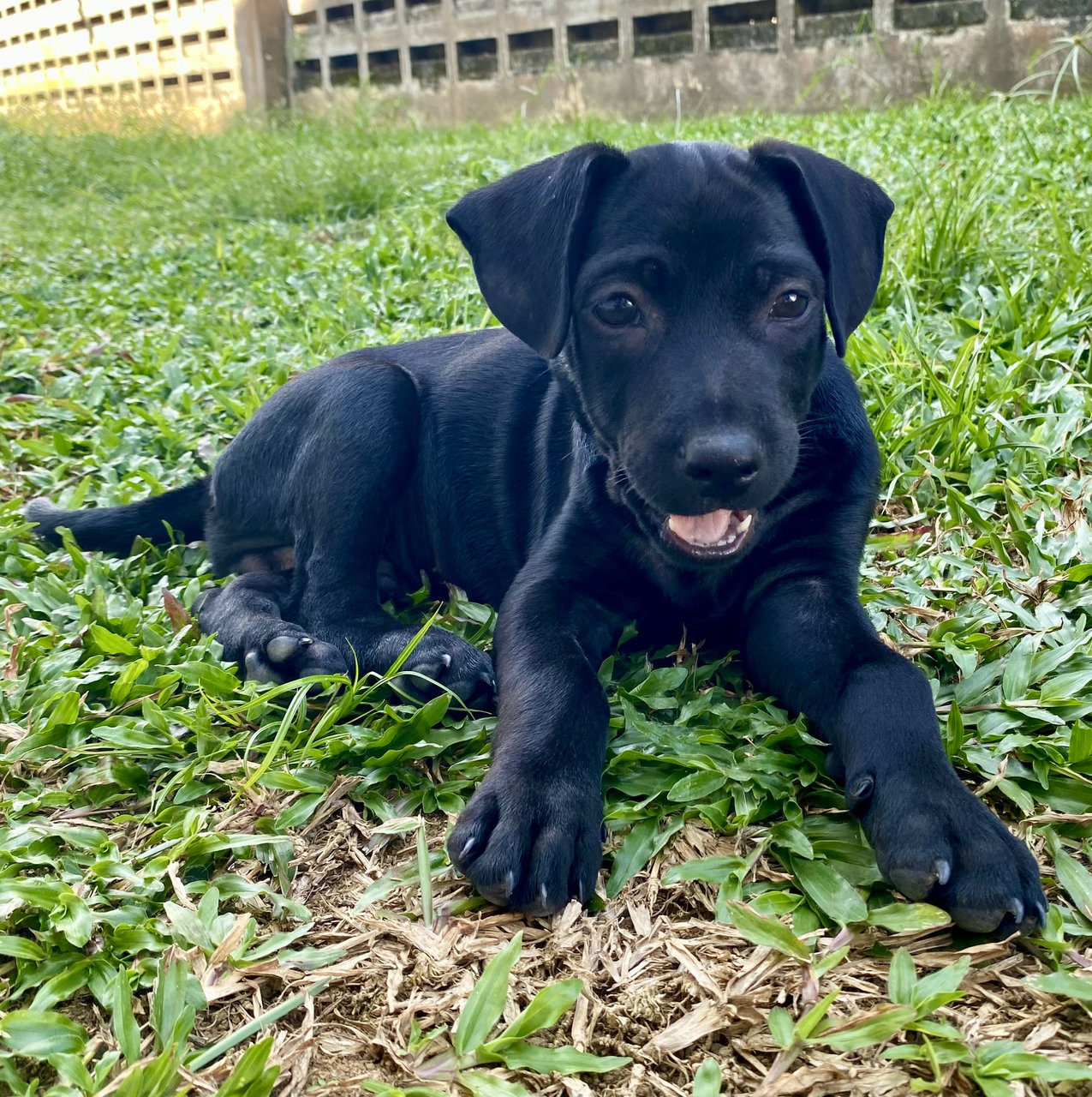Puppy #1 For Adoption - Mixed Breed Dog