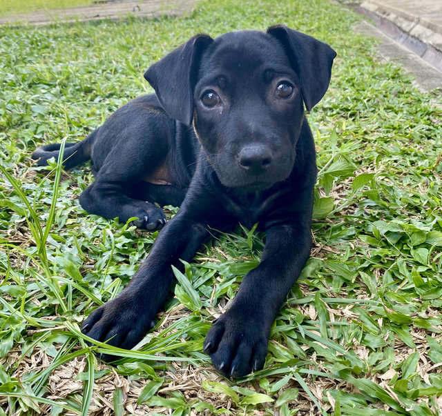 Puppy #1 For Adoption - Mixed Breed Dog