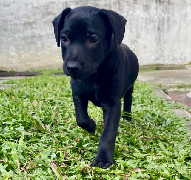 Puppy #1 For Adoption - Mixed Breed Dog