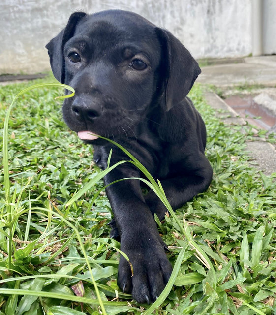 Puppy #1 For Adoption - Mixed Breed Dog