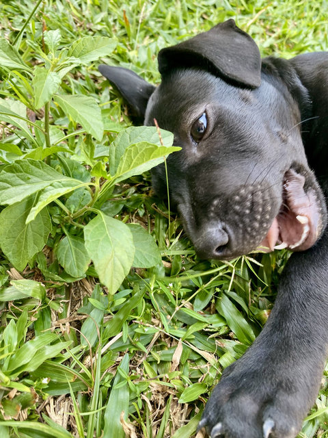 Puppy #1 For Adoption - Mixed Breed Dog