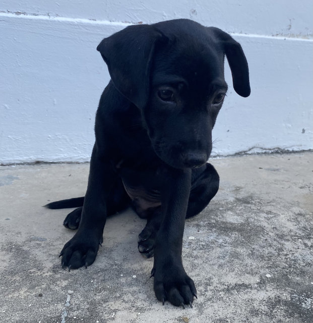 Puppy #1 For Adoption - Mixed Breed Dog