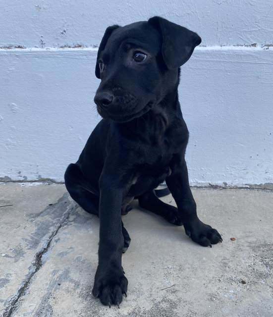 Puppy #1 For Adoption - Mixed Breed Dog