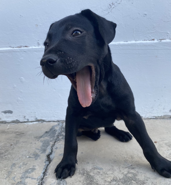 Puppy #1 For Adoption - Mixed Breed Dog