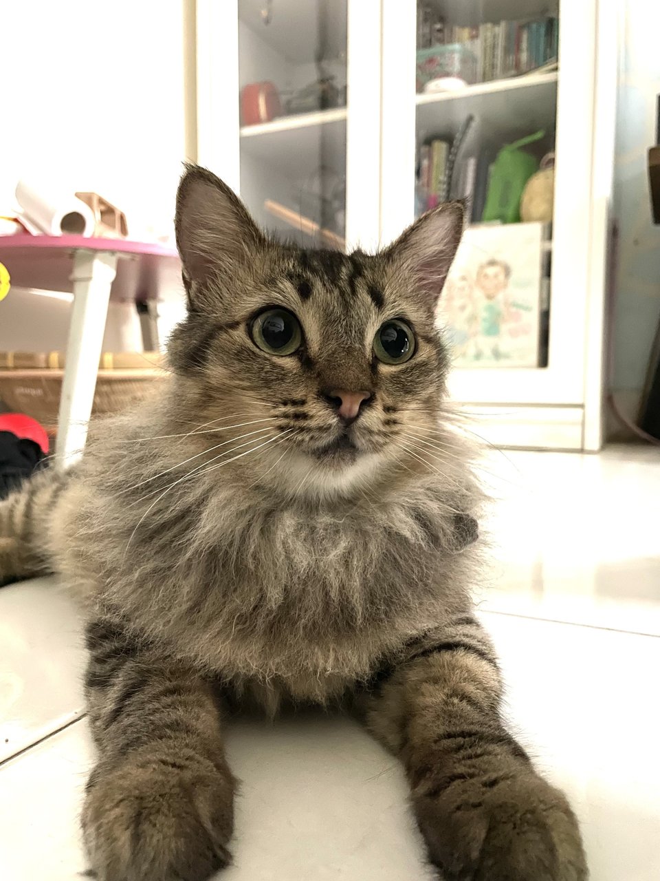 Bobby - Domestic Long Hair Cat