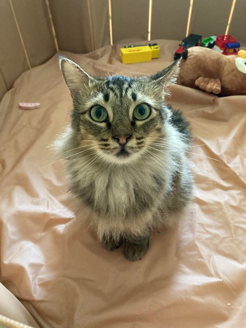 Bobby - Domestic Long Hair Cat