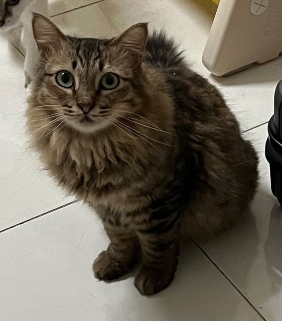 Bobby - Domestic Long Hair Cat